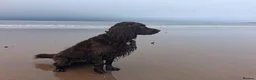 Cocker Spaniel dogs for adoption: CORRIE Foster-to-Adopt Cornwall/Devon/SomersetBord - Advert 4