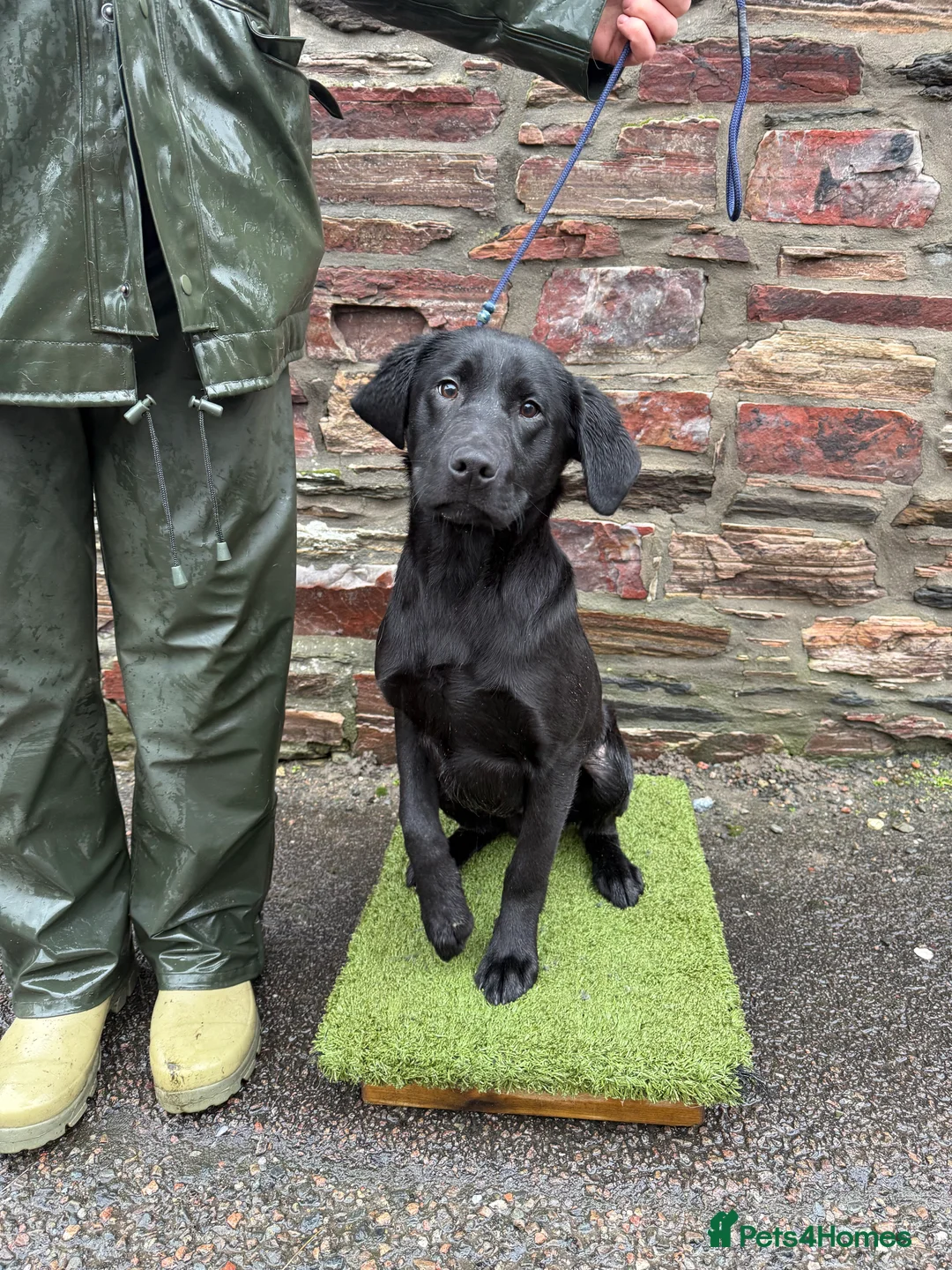 Labrador Retriever dogs for sale: 6 month Labrador Male Puppies - Advert 3