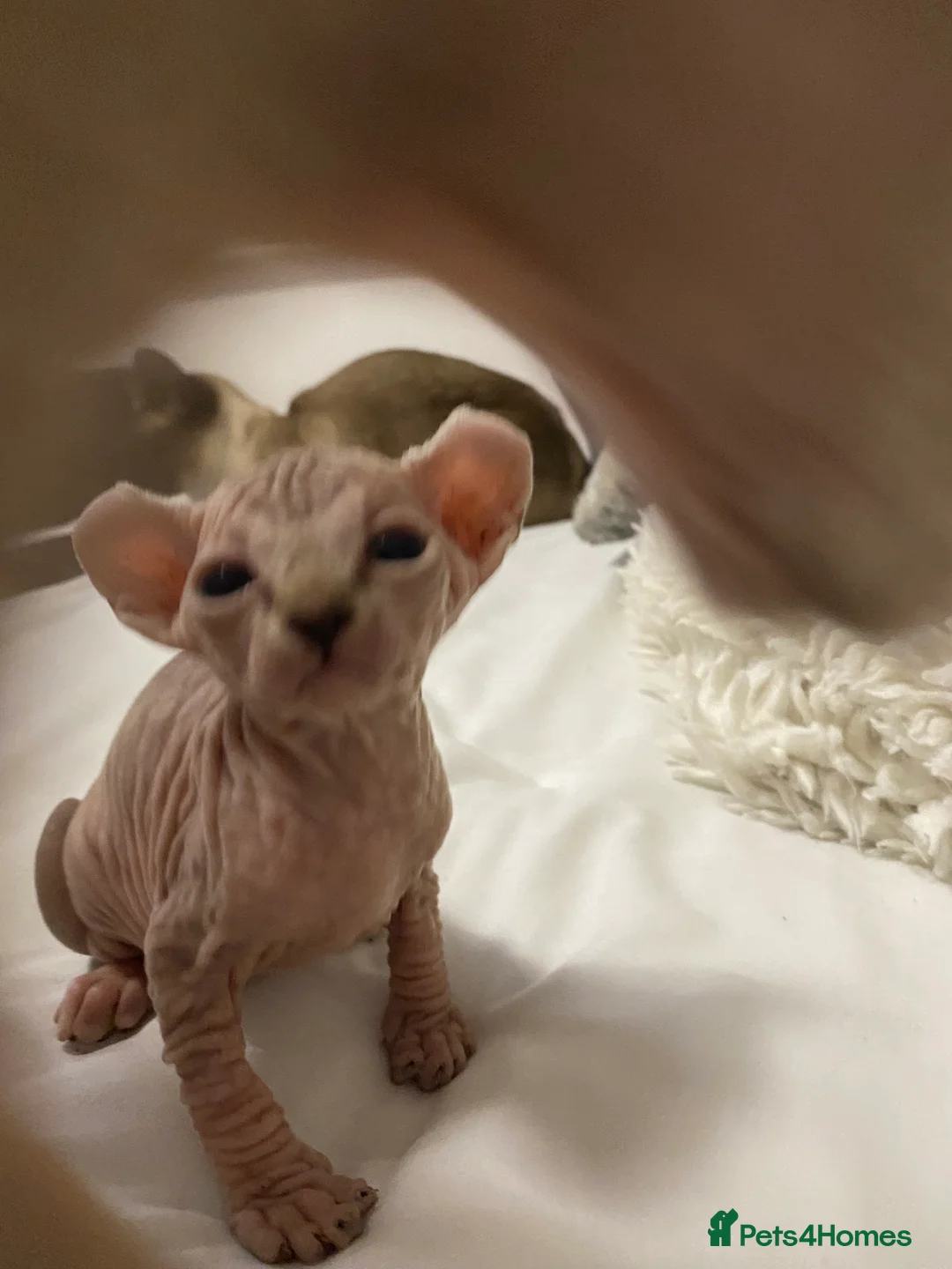 Sphynx cats for sale: Spynix  - Advert 2