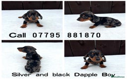 Miniature Dachshund dogs for sale: Dachshund puppies 5Boys  - Image 9