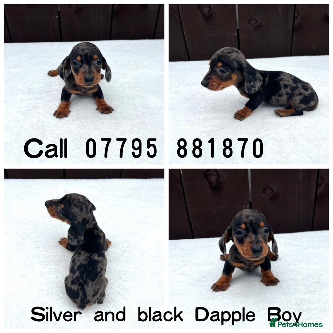 Miniature Dachshund dogs for sale: Dachshund puppies 5Boys  - Image 9