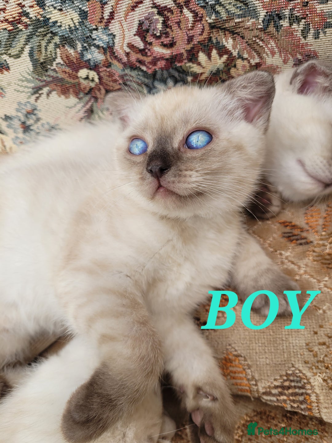 Scottish Fold cats for sale: Scottish fold kittens  - Image 16