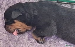 Rottweiler dogs for sale: Kc rottweiler puppies  - Image 17