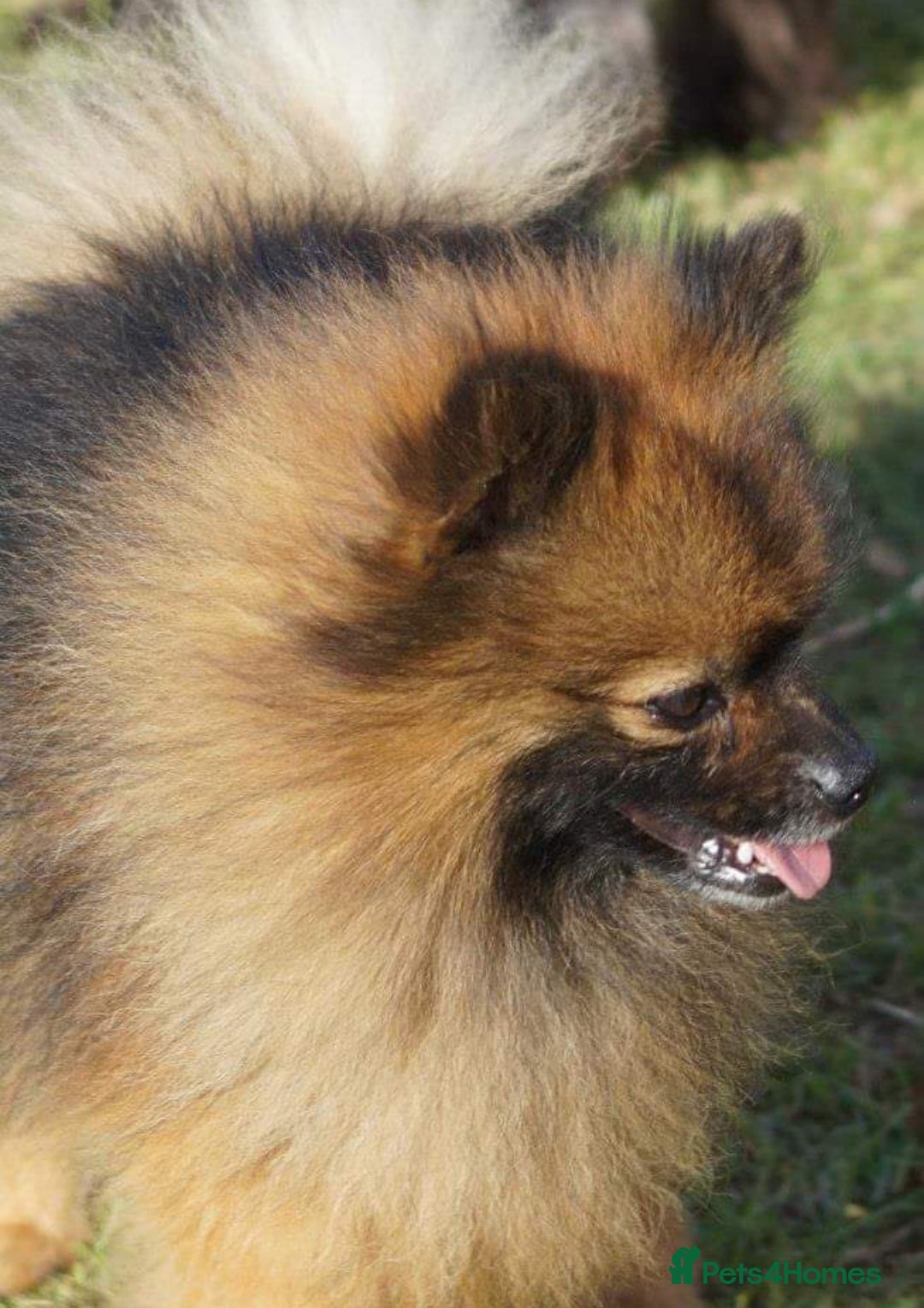 Pomeranian dogs for sale: Panda the Pomerainian  - Image 3