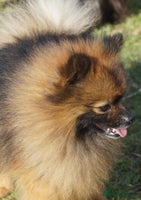 Pomeranian dogs Little Boy - Ready to find his new home - Advert 4