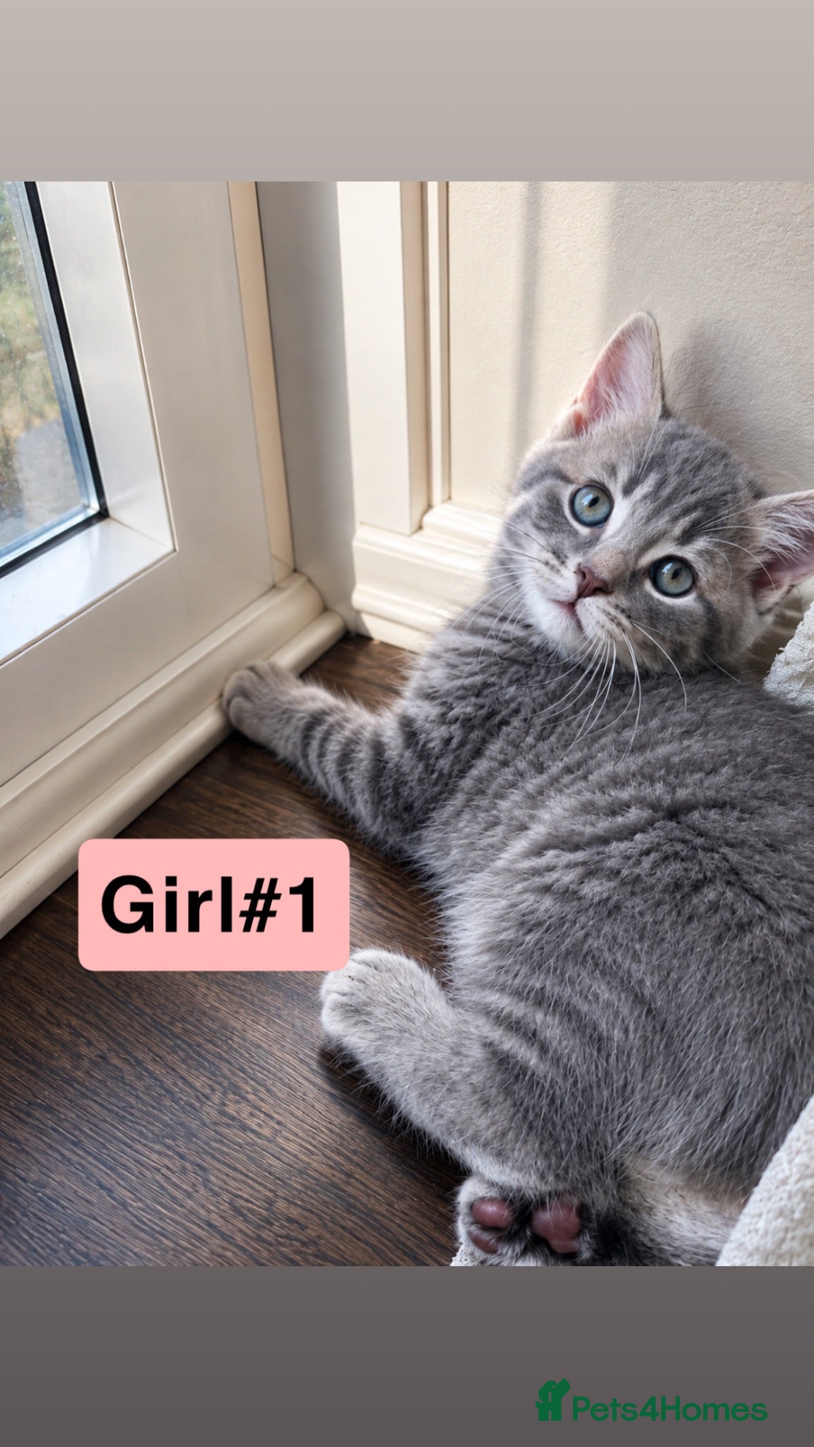 Bengal cats Twin Girl Bengal × Nebelung Kittens Ready Now - Advert 2