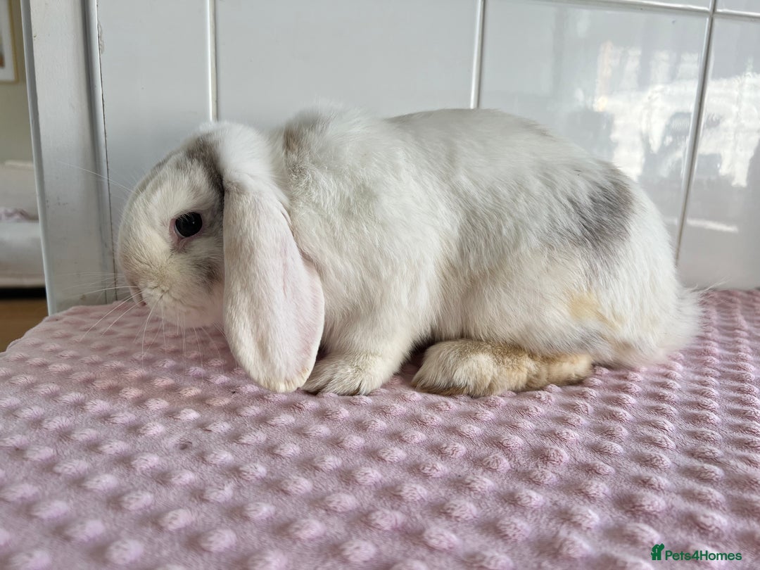 Mini Lop rabbits for sale: Mini lop buck  - Image 4