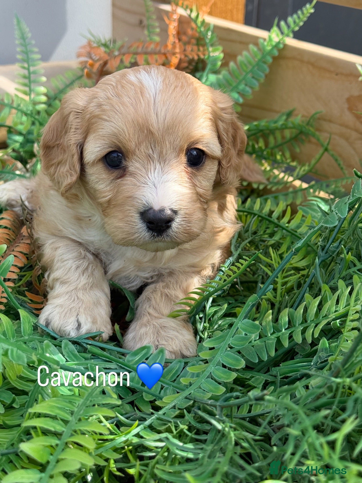 Cavachon dogs Gorgeous  Cavachon  - Advert 2