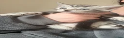 Norwegian Forest Cat cats for sale: 6 of the prettiest kitties for sale  - Advert 7