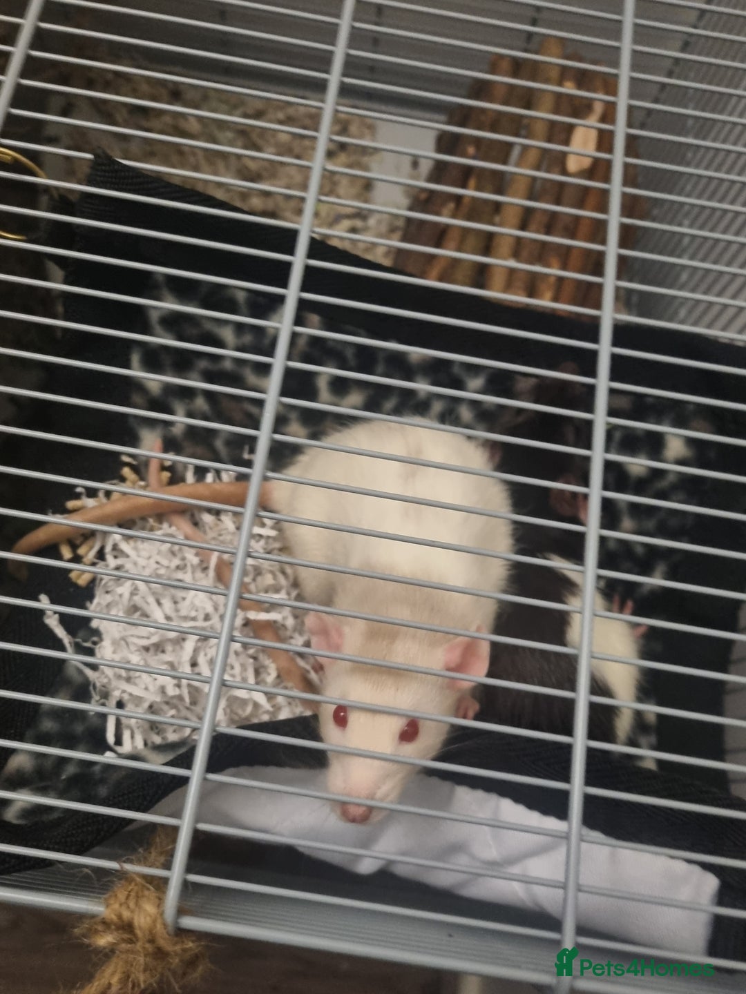 Rat rodents for sale: Starter rat cage with accessories and 2 rats. - Image 8