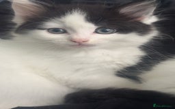 Mixed Breed cats for sale: For sale 3 female kittens and 1 older male kitten - Image 11