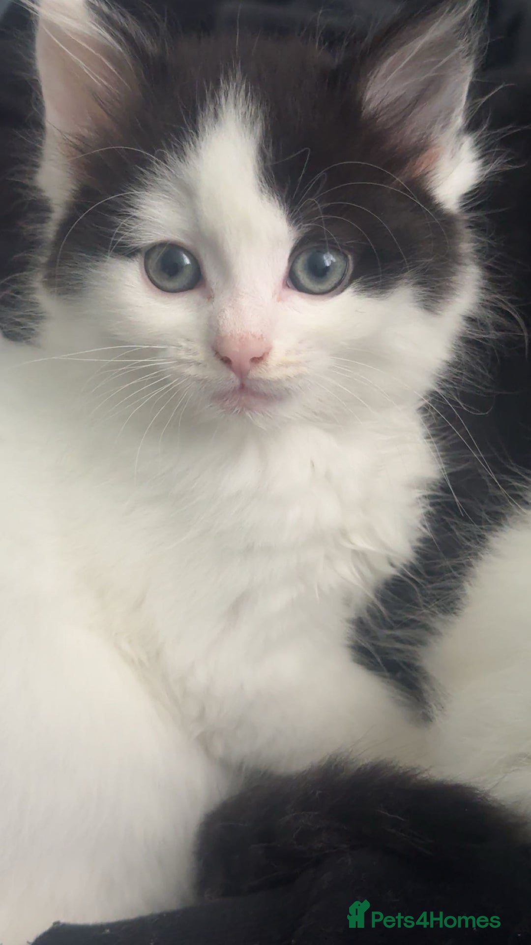 Mixed Breed cats for sale: For sale 3 female kittens and 1 older male kitten - Image 11