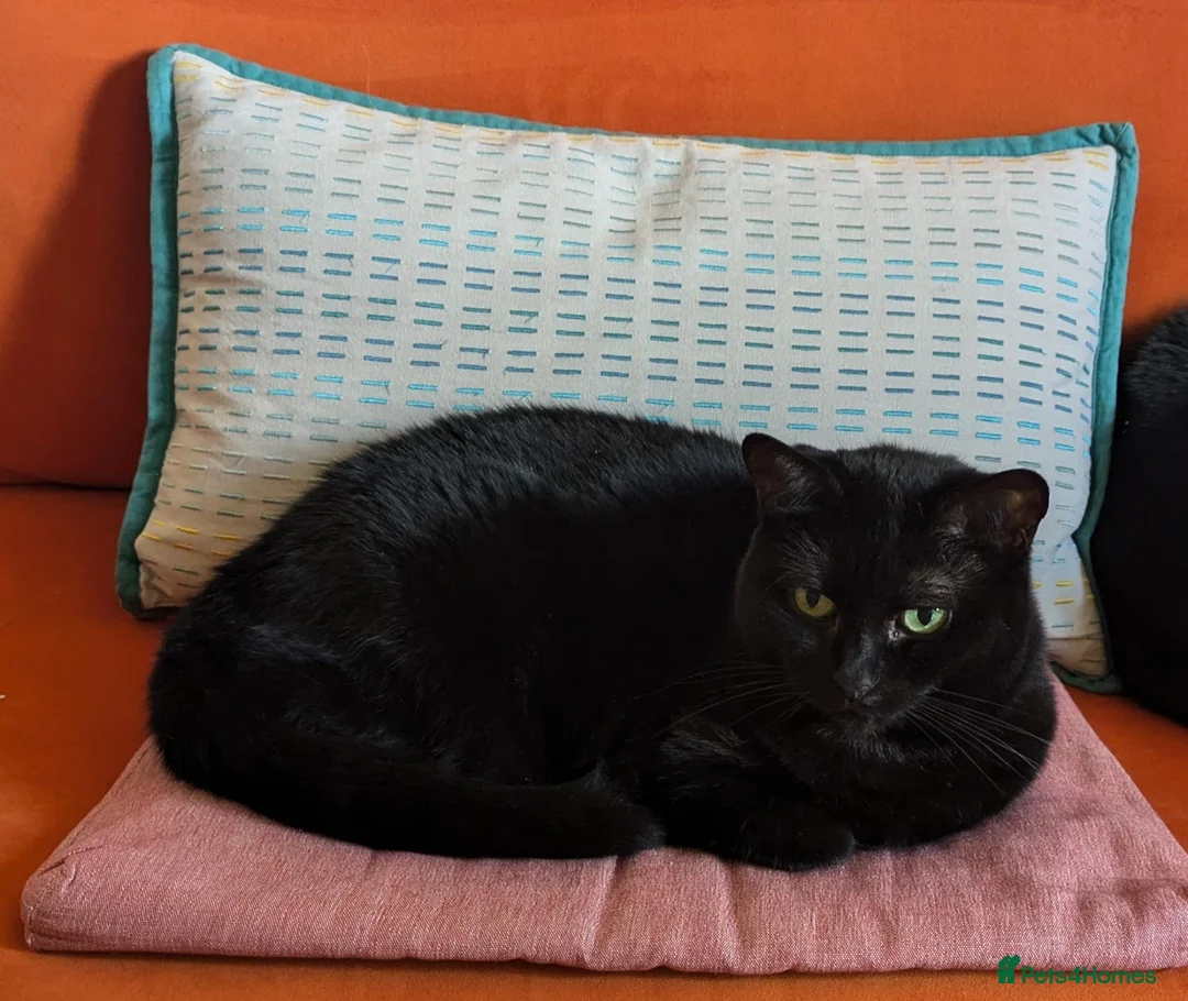 Domestic Shorthair cats for sale: Sweet older kitty needs new home in London - Advert 1