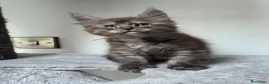 Maine Coon 1