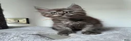 Maine Coon cats for sale: Stunning Maine Coon Kittens  - Advert 1