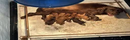 Cocker Spaniel dogs for sale: Beautiful Working Cocker Spanials - Advert 2
