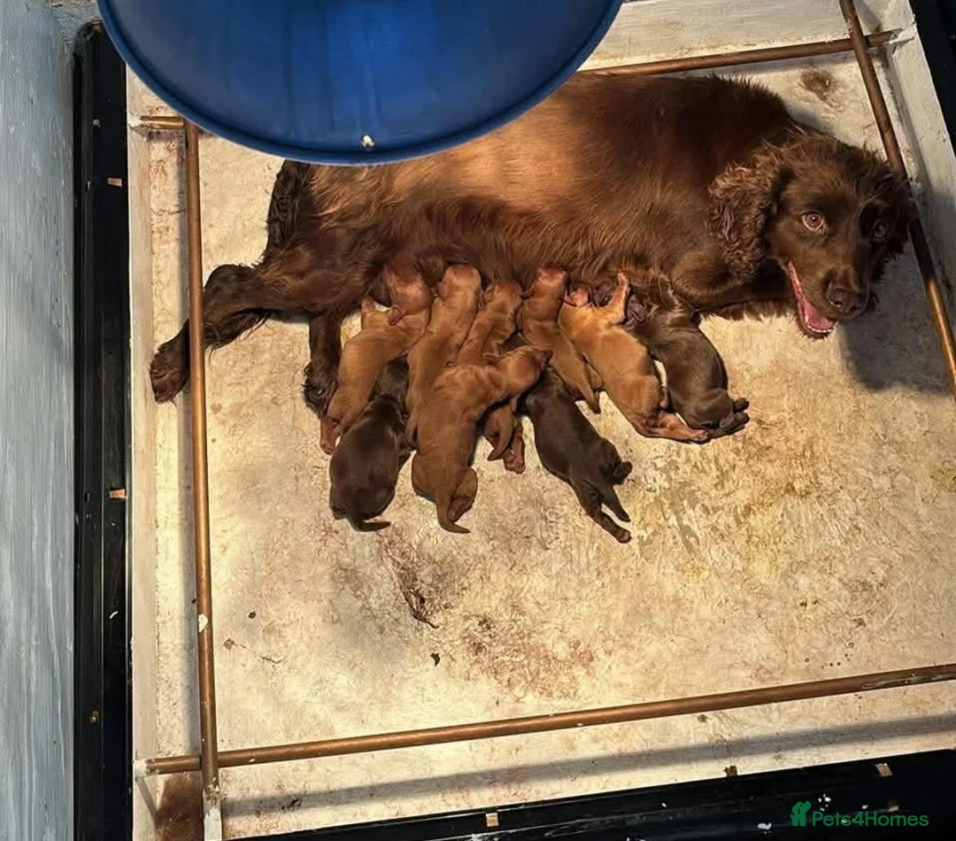 Cocker Spaniel dogs for sale: Beautiful Working Cocker Spanials - Advert 2