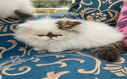 Persian cats for sale: Quality GCCF Registered Pure Persian Kittens  - Image 8
