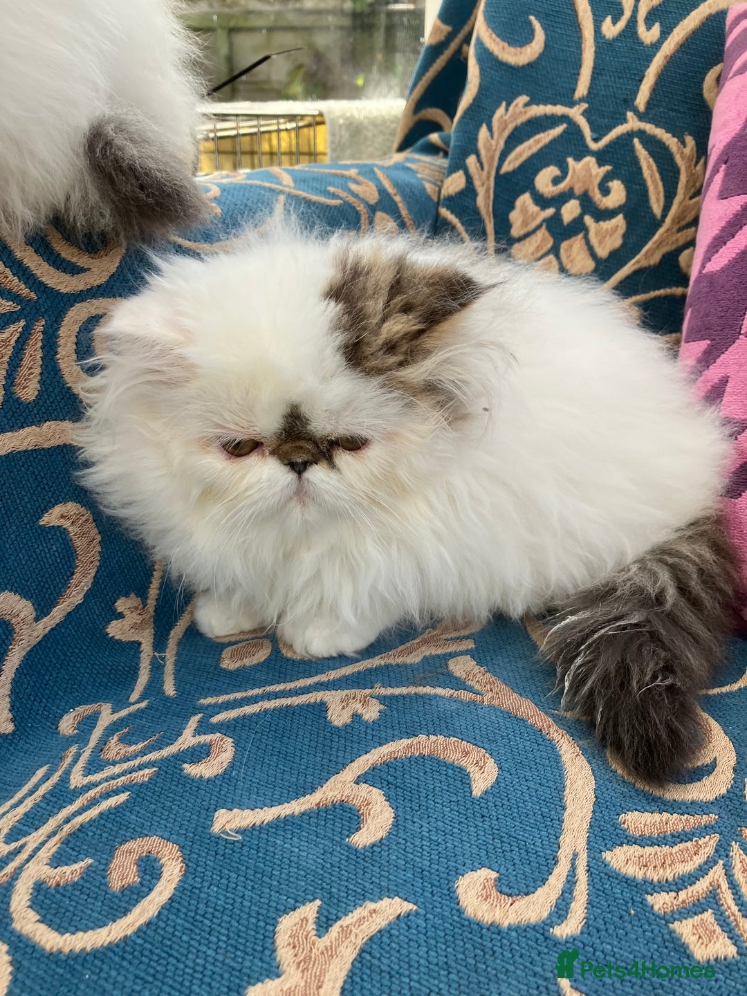Persian cats for sale: Quality GCCF Registered Pure Persian Kittens  - Image 8