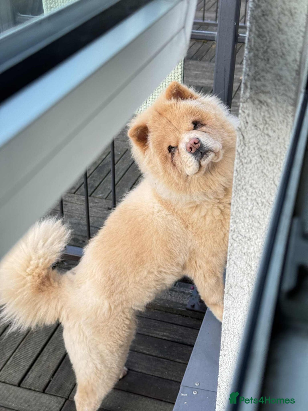 Chow Chow dogs for sale: Lovely Chow chow  - Advert 1