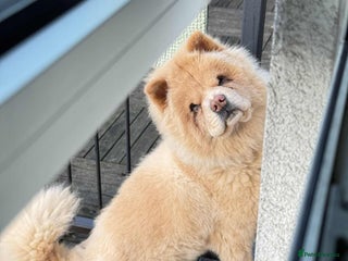 Chow Chow dogs Lovely Chow chow - Advert 1