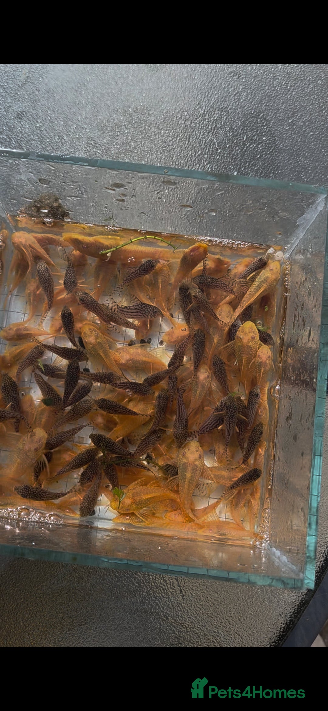 Killifish fish for sale: the fish that are in the photo Read the descriptio - Image 10