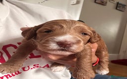 Cockapoo dogs for sale: Cockapoos x 5 2 girls 3 boys f1 - Image 4