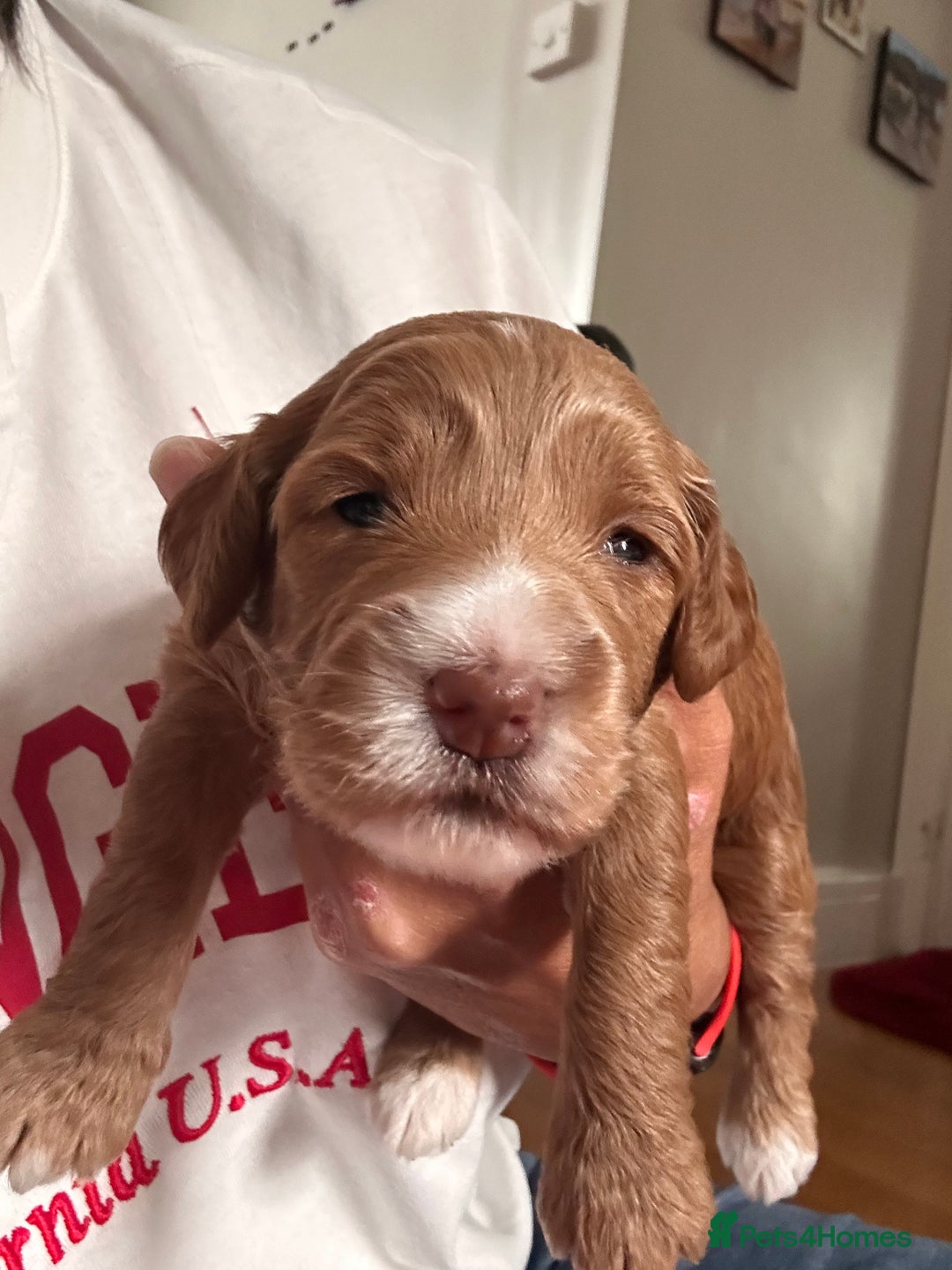 Cockapoo dogs for sale: Cockapoos x 5 2 girls 3 boys f1 - Image 4