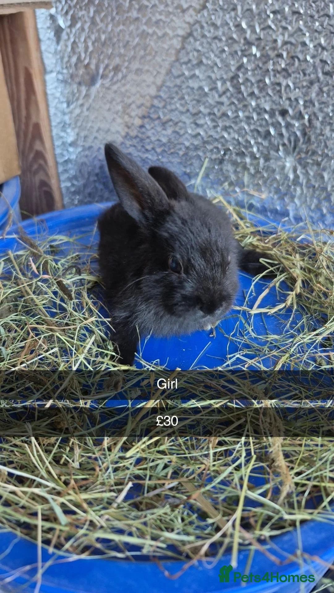 Mixed Breed rabbits for sale: Baby 8 week old Dewarf Rabbits - Advert 8
