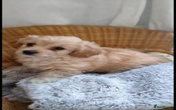 Cavachon dogs for sale:  🐾 Cavapoochon Puppies! 🐾 - Image 21