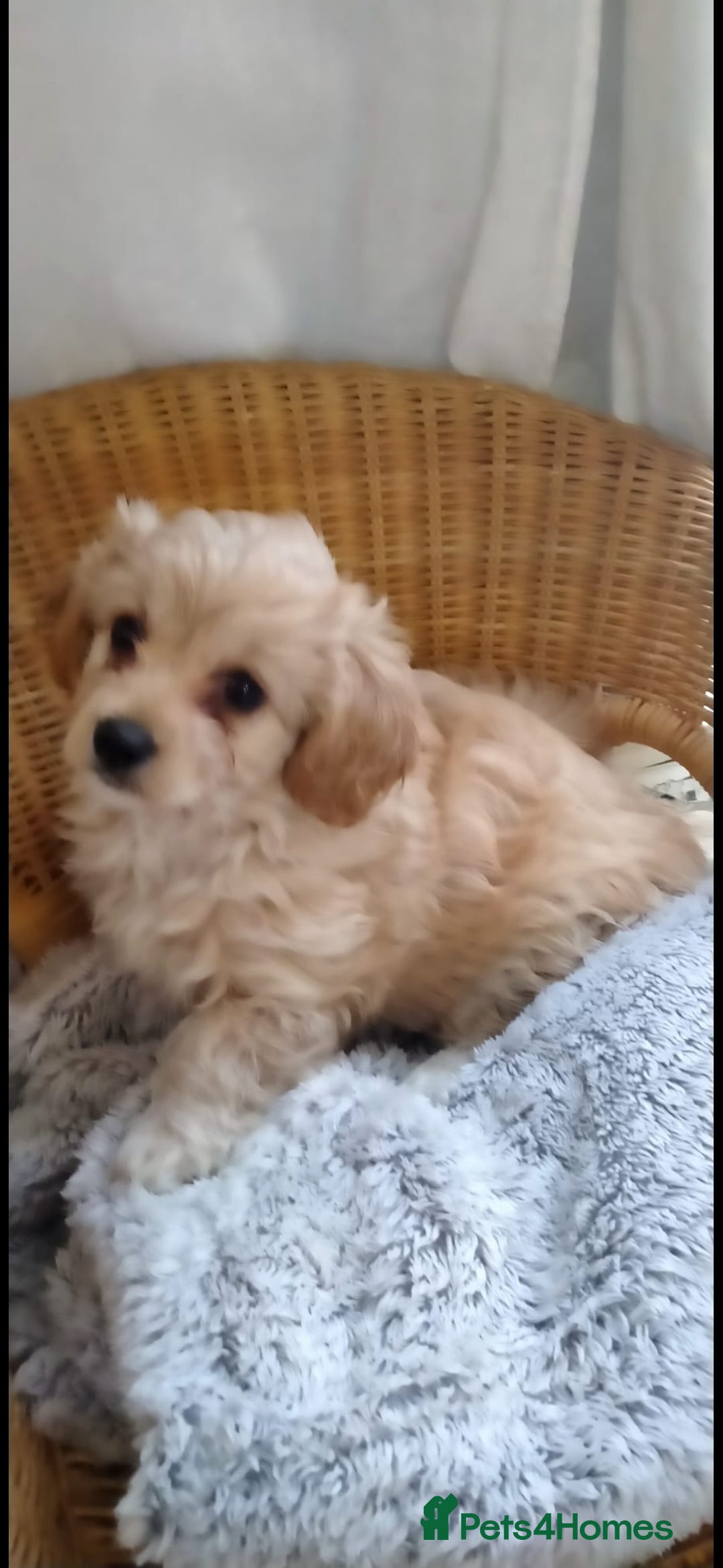 Cavachon dogs for sale:  🐾 Cavapoochon Puppies! 🐾 - Image 21
