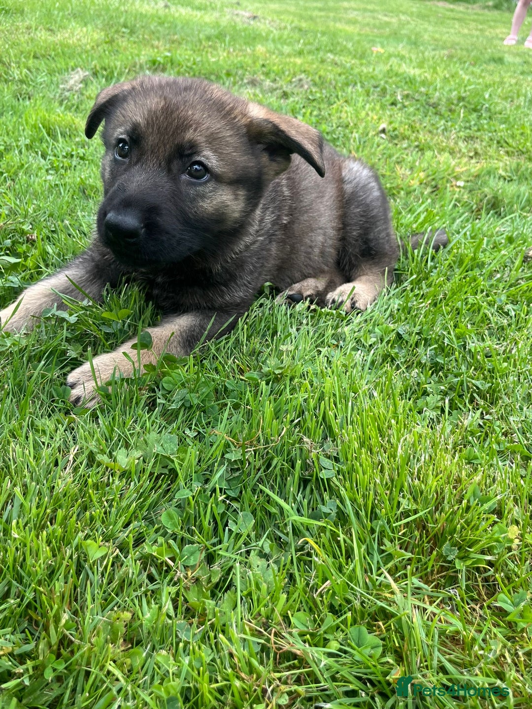 German Shepherd dogs for sale: German Shepherd Pups  - Image 33