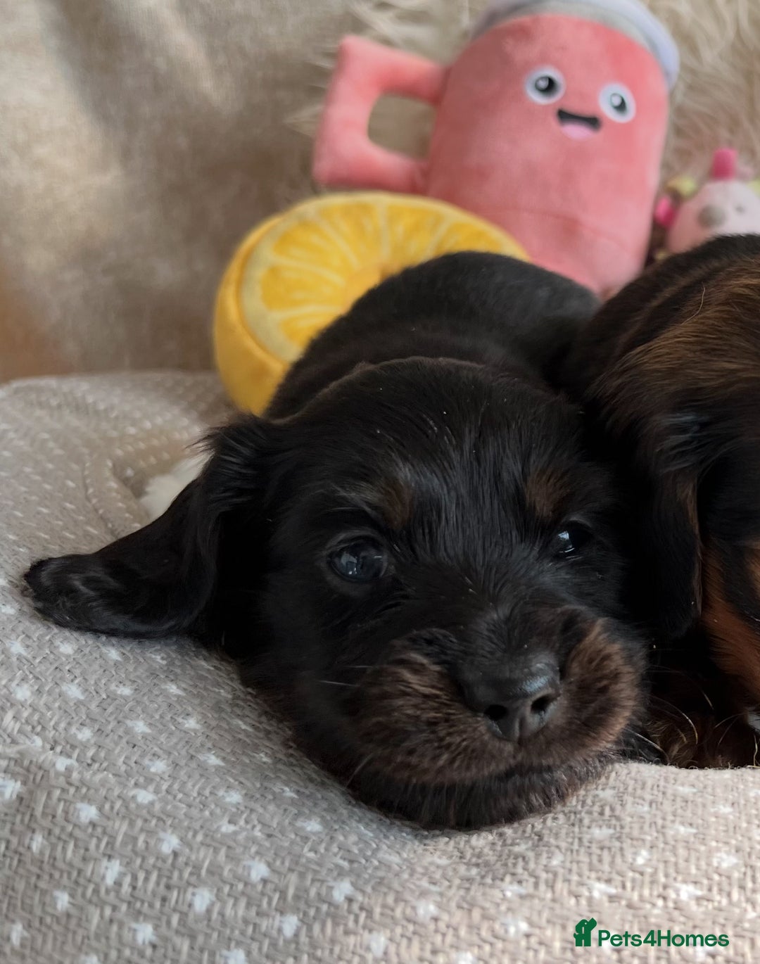 Miniature Dachshund dogs for sale: Top Show Quality KC Miniature Dachshund Puppies - Image 22