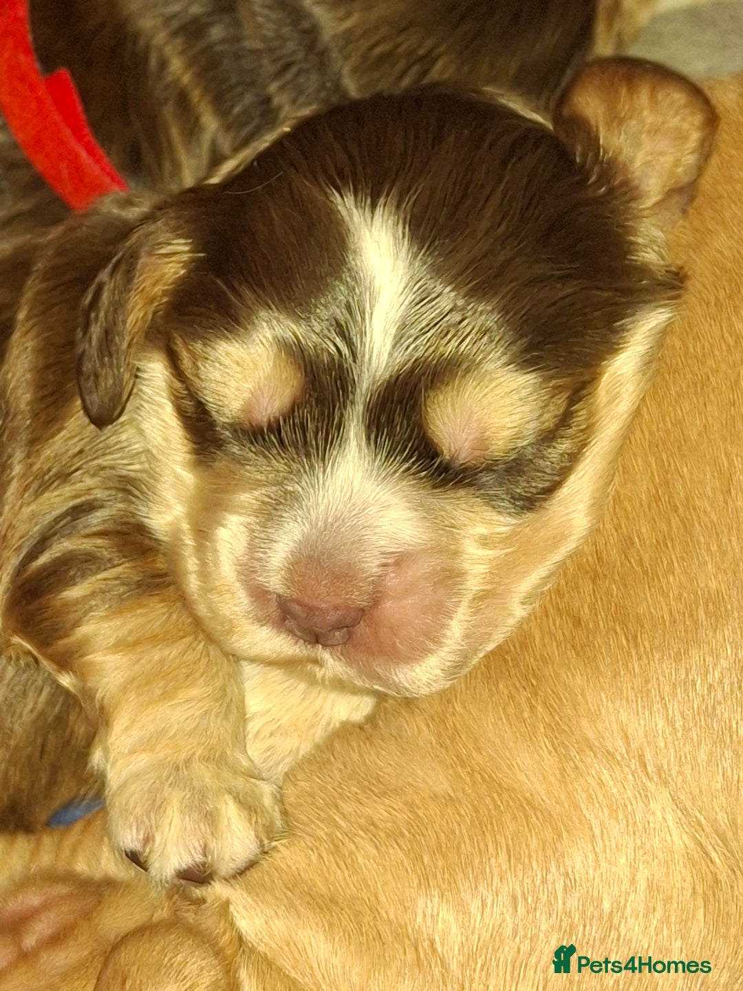 Cocker Spaniel dogs for sale: KC Reg Show Cocker Spaniels  - Image 6
