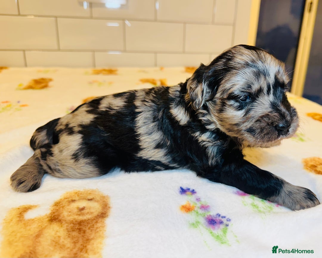 Labradoodle dogs for sale: Chunky Labradoodle Babies 🐾🐾🐾 - Image 7