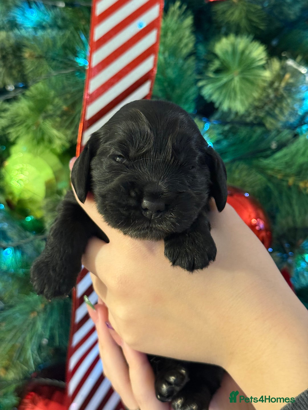 Cocker Spaniel dogs for sale: Show type cocker spaniels puppies - Advert 4