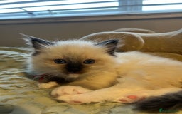 Ragdoll cats for sale: **LAST BOY** CHUNKY RAGDOLL KITTENS FOR SALE - Advert 8