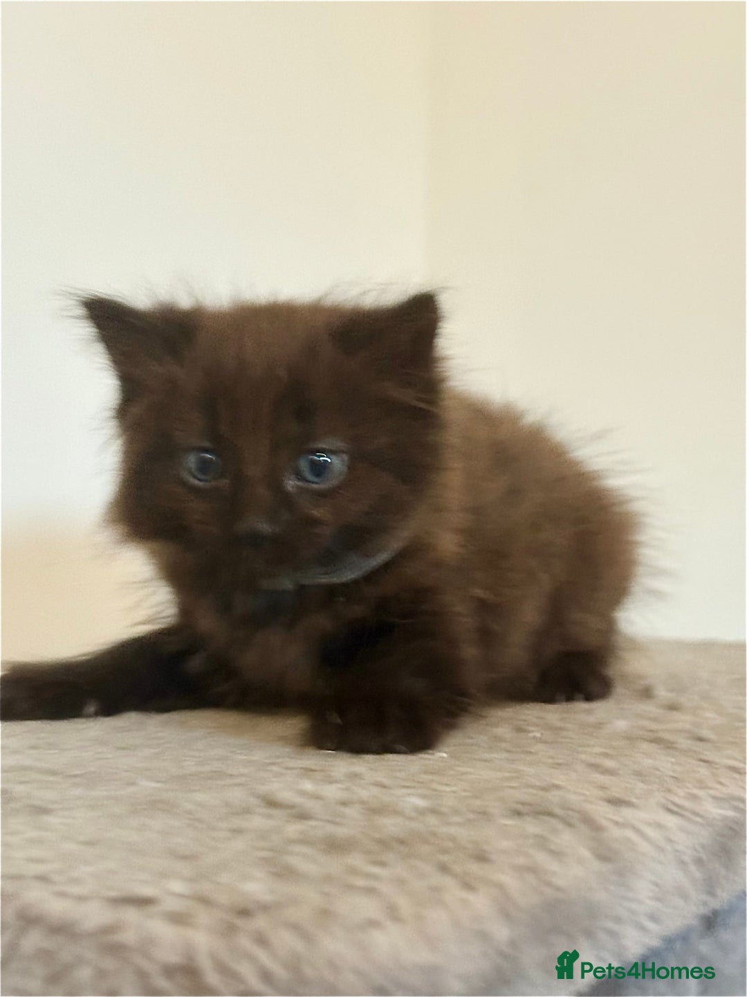 British Longhair cats for sale:  British longhair kittens 3 male 1 female  - Image 27