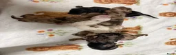 Miniature Dachshund dogs for sale: Long haired dachshund puppies - Advert 6
