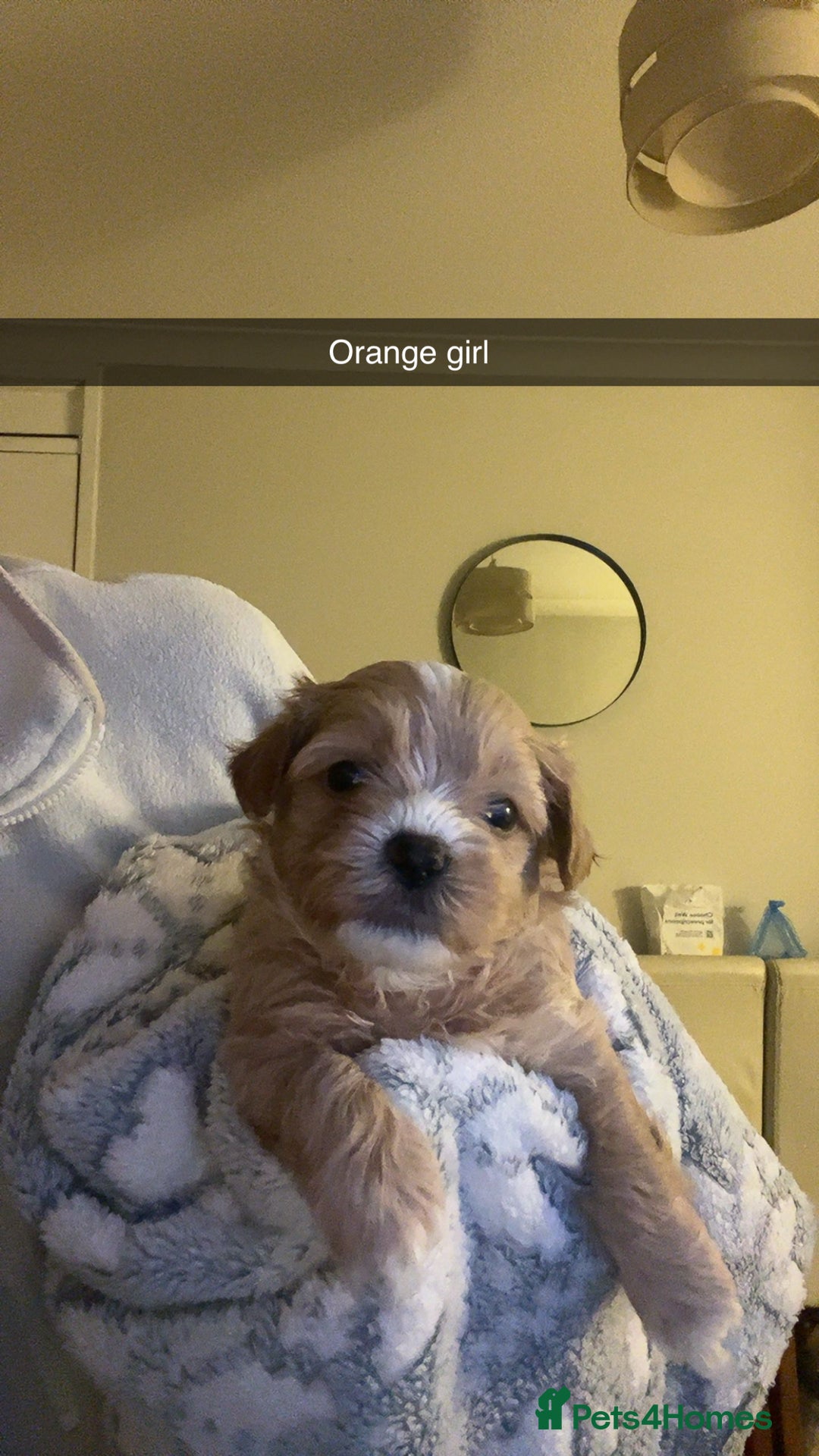 Shihpoo dogs for sale: Shihpoo puppies looking for homes - Image 11