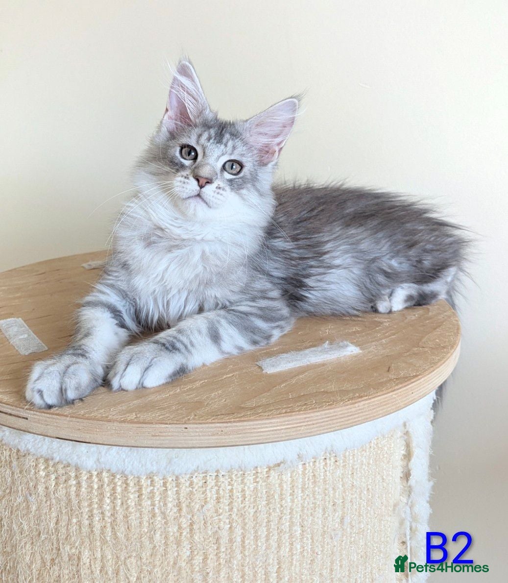 Maine Coon cats Registered Maine Coon Kittens - Advert 15