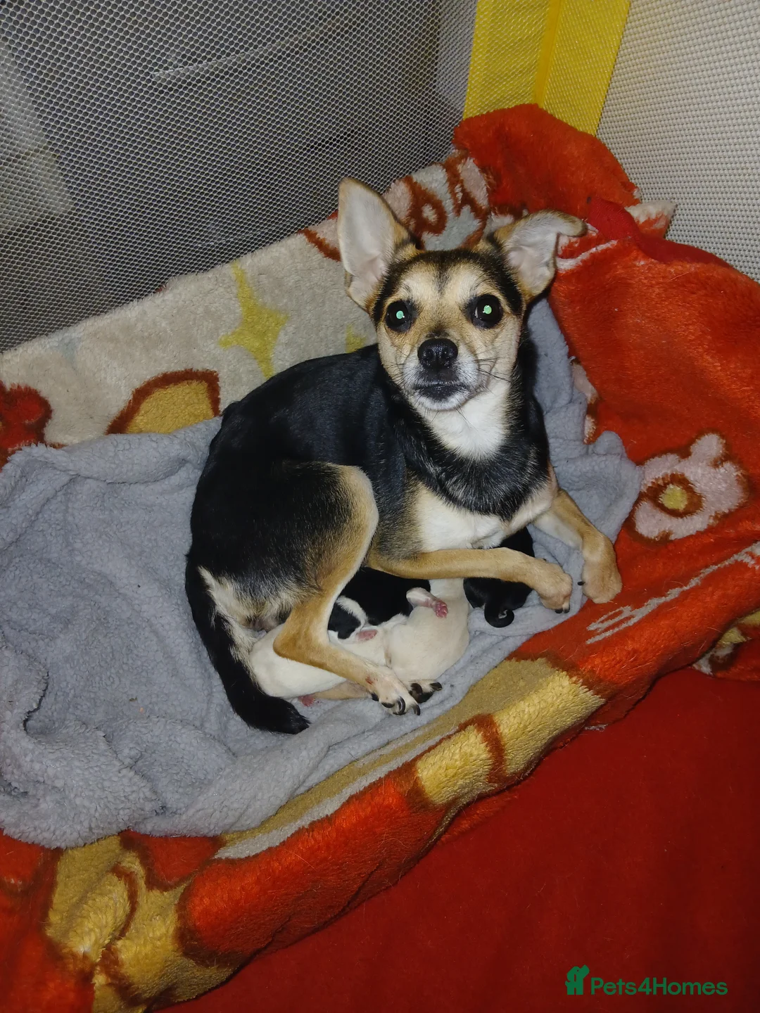 Chihuahua dogs for sale: Chihuahua puppys - Advert 13