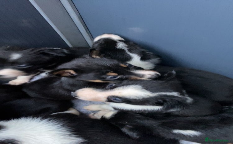 Border Collie dogs - Advert 5
