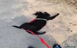 British Shorthair cats for sale: 2 Black Males cats - Image 12