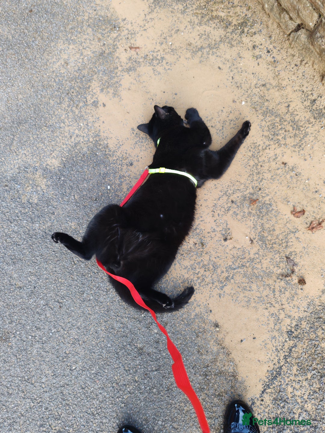 British Shorthair cats for sale: 2 Black Males cats - Image 12