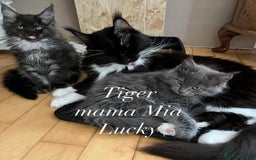 Maine Coon cats for sale: GCCF active / domestic Maine Coon  - Image 23