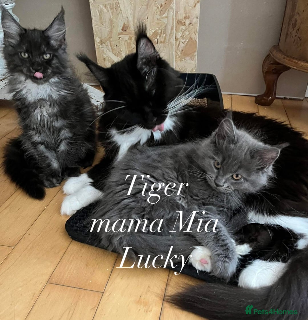 Maine Coon cats for sale: GCCF active / domestic Maine Coon  - Image 23