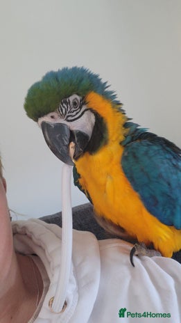 A closer look at Housebreaking Macaw Bird Humidifier Needs