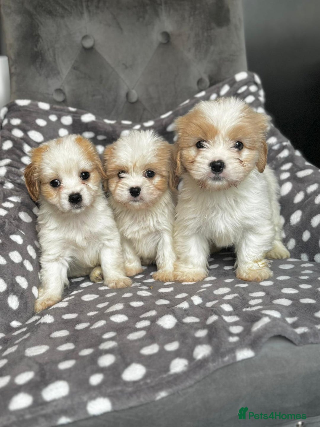 Mixed Breed dogs for sale: Cavatons - Image 3