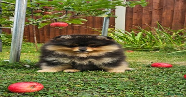 Pomeranian dogs - Advert 4